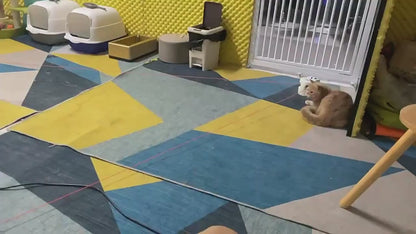 Genuine Original: Cat Agility & Entertainment Toy
